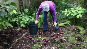 Middle aged woman with gray hair working outside on fall garden maintenance picking up fallen red apples and putting them in a plastic bucket
 - Powered by Shutterstock - Get 15% off with code: PIKWIZARD15