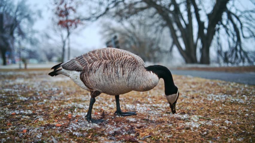 Moving parallax effect clip of a canada goose branta canadensis in the winter