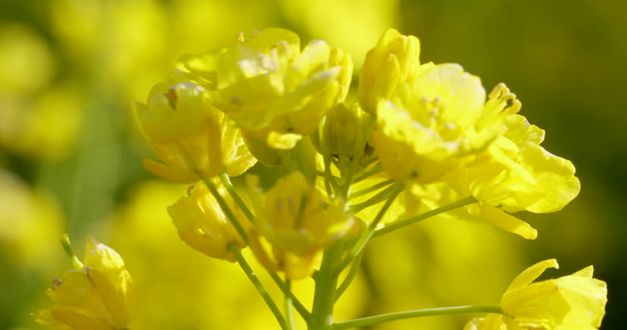 Full-bloomed rape blossoms swaying in the wind