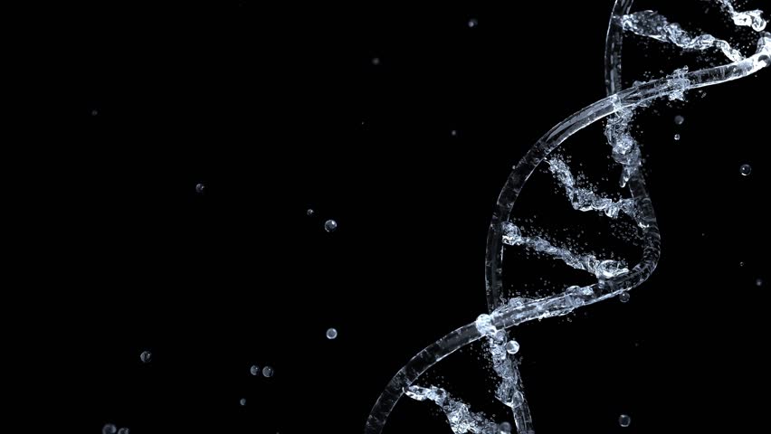 DNA molecule from water animation seamless loop. has water splash appearance, transparent. can be used in science or medicine industry background. On black background and Green Screen. 3D Render.