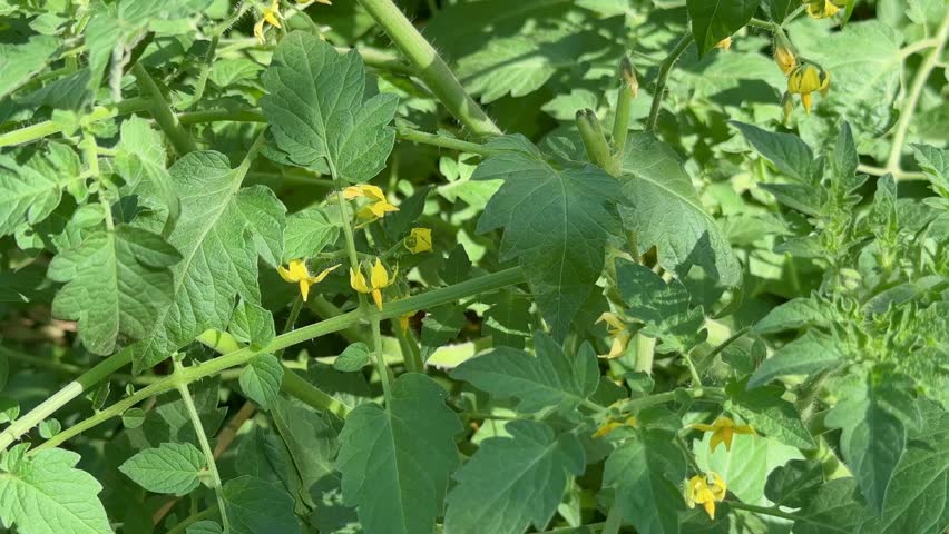 closeup shot of tomato's flower