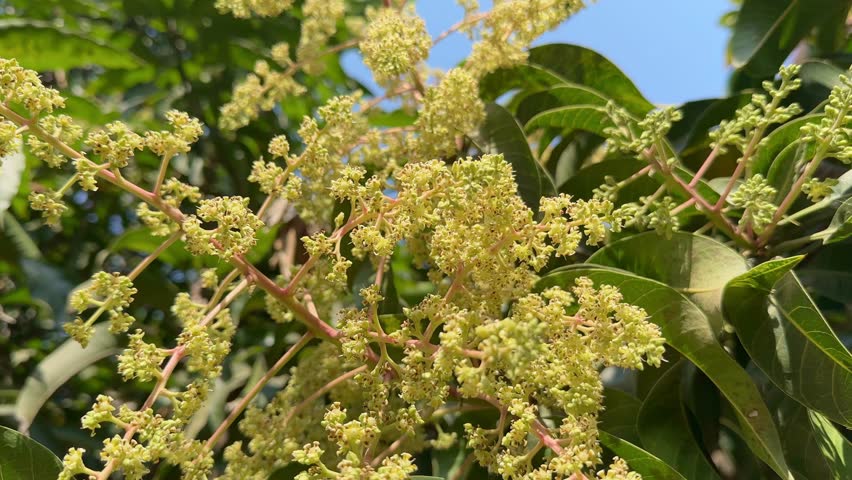 a Bunch of Mango Flower Blossoms on Tree Branch