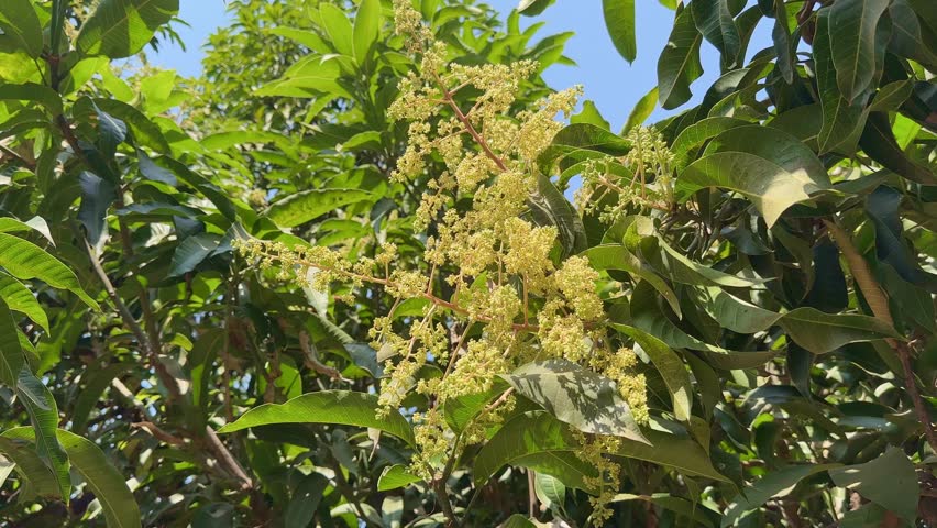 Close-up of mango tree flowering in the garden, a Bunch of Mango Flower Blossoms on Tree Branch