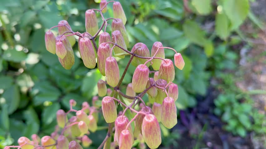 static shot of Kalanchoe pinnata, commonly known as cathedral bells is a succulent plant native to Madagascar