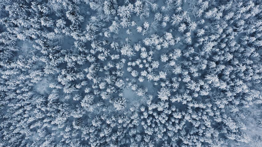 Winter forest with snow-covered trees, drone aerial video in the Bavarian Alps, Germany
