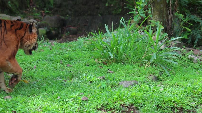 Sumatran tiger in cage exploring and playing