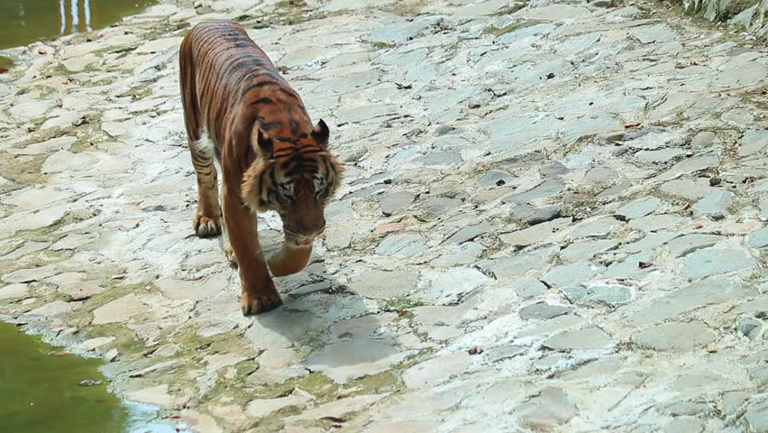 Sumatran tiger in cage exploring