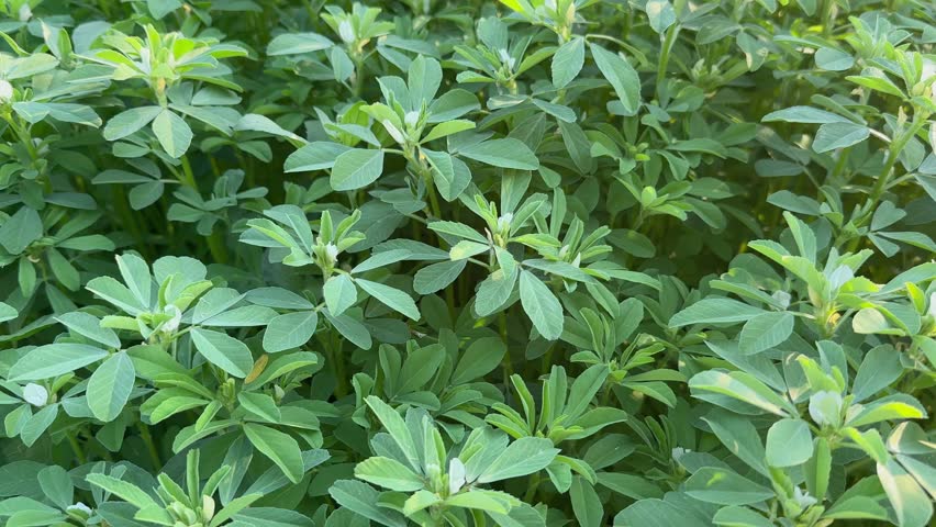 Tracking shot of Fenugreek plant in field. Green Fenugreek .