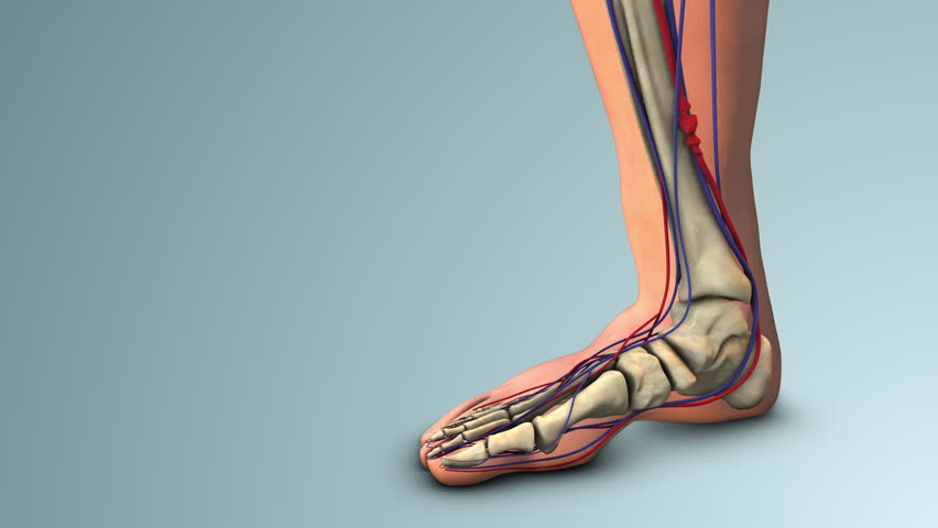 Leg Swelling and Pain from Vein Thrombosis 3D Illustration