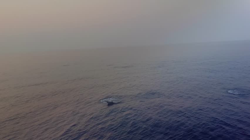 Dolphins jumping above blue sea water surface in groups.