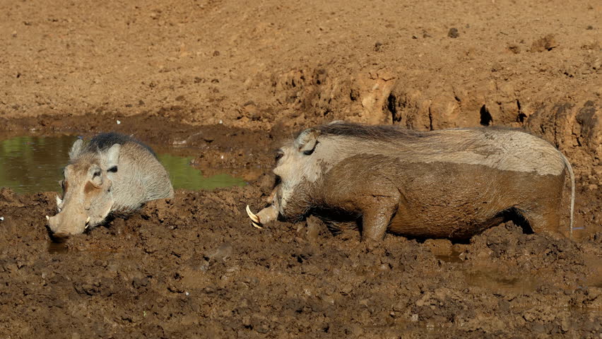 Warthogs (Phacochoerus africanus) wallowing in a muddy waterhole, Mokala National Park, South Africa