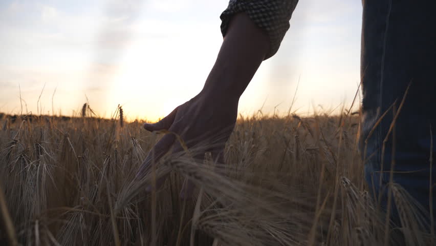 Male arm of agronomist moves over ripe wheat growing on the meadow. Young farmer walks through the barley field and touched with hand golden ears of crop. Sunlight at background. Low view Slow motion