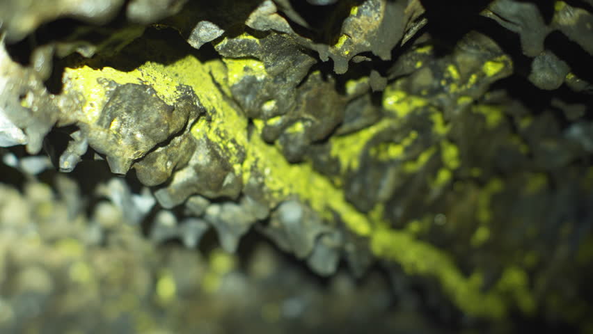 Lichen and algae grow on the cave