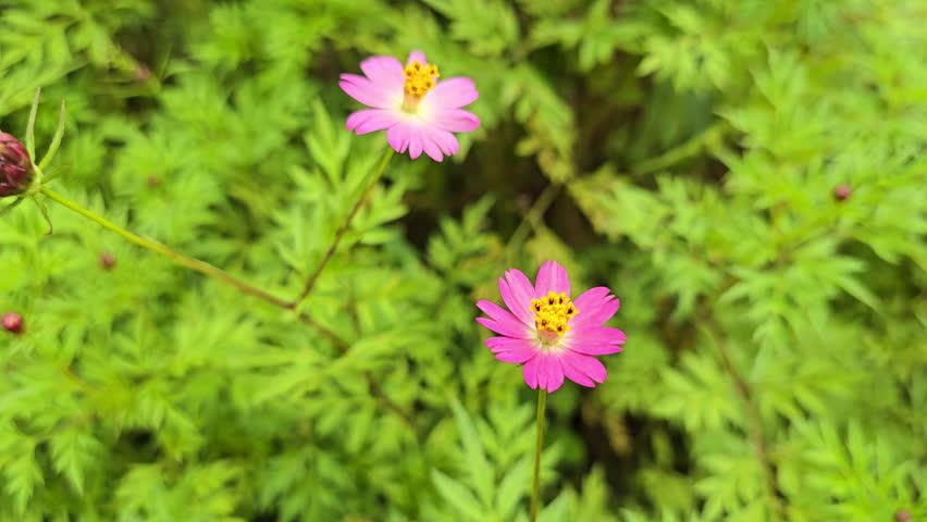 Close-up of a pink cosmos flower with a yellow center amidst green foliage. The delicate petals and vibrant colors create a stunning natural composition, ideal for floral photography, botanical themes