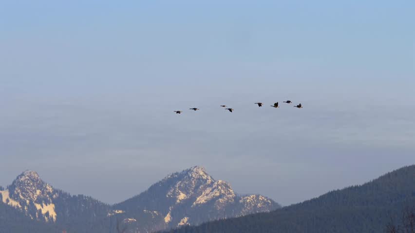 Small flock of geese flying high above mountainside, migrating birds
