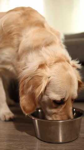 A golden retriever happily eats from a metal bowl placed on the floor of a modern home. The pet appears content and focused on its meal in a bright indoor setting.