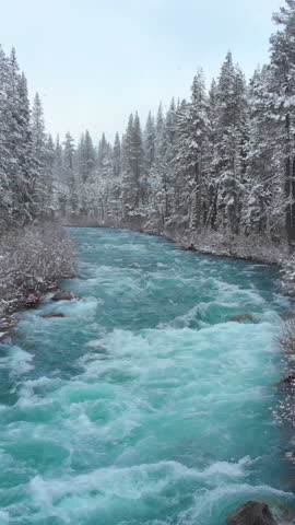 AERIAL: Spectacular view of whitewater rapids in the middle of a snowy coniferous forest in the freezing wilderness of California. Flying over the emerald colored water rushing through the woods.