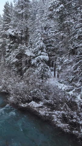 AERIAL: Emerald colored river rushes through the vast coniferous forest on a snowy day in California. Beautiful view of whitewater rapids and the untouched American wilderness in the freezing winter.