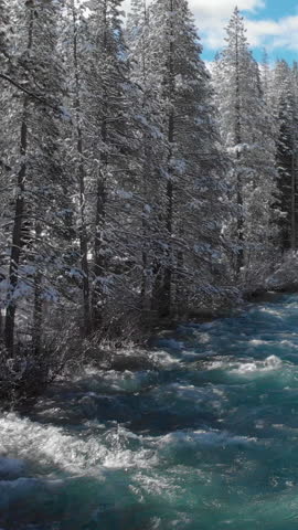 AERIAL: Spectacular emerald mountain stream rushes through the idyllic snowy forest in rural California. Picturesque view of American wilderness on a sunny winter day. River and forest near Lake Tahoe
