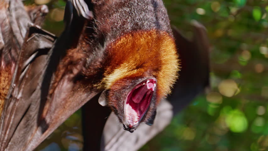 Flying foxes are hanging upside down in the jungle during daylight hours