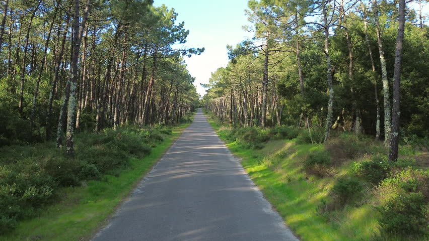 Drone view on the road in the pine forest. A scenic forest road stretches into the distance, surrounded by tall pine trees and lush greenery. High quality 4k footage