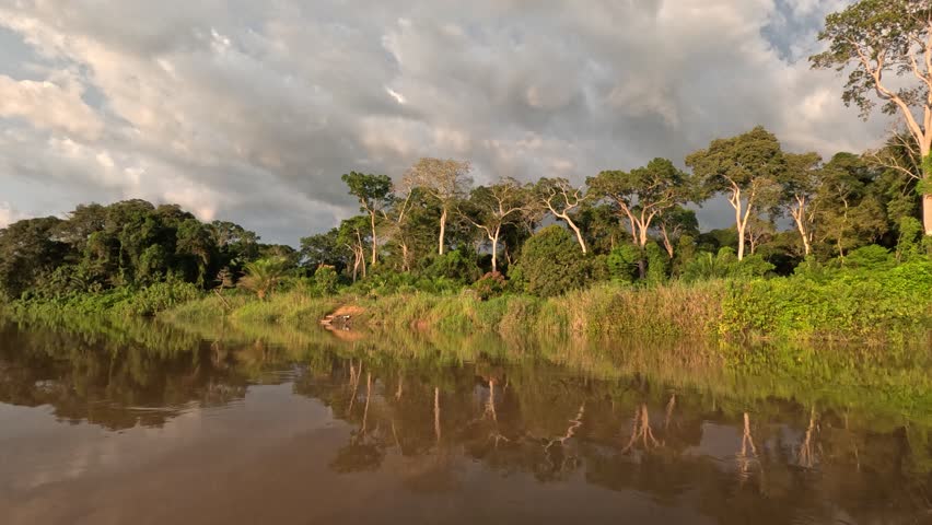 Congo Basin rainforest in the democratic republic of Congo.