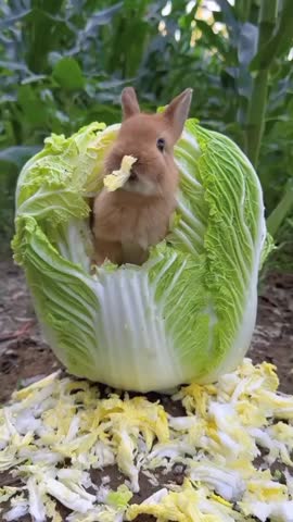 Cute Brown Rabbit Eating Cabbage in a Garden Setting.