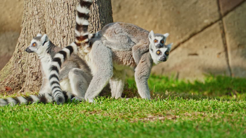 Ring tailed lemur. Baby lemur sits and moves on mother's back. Family of lemurs. Watching animals