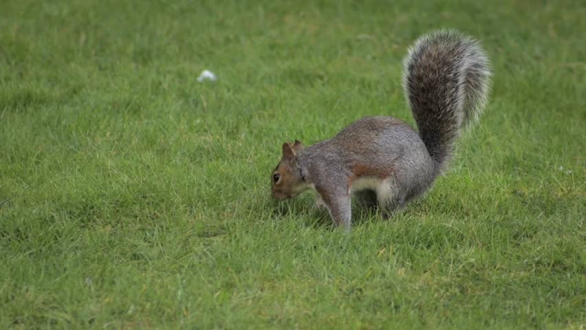 Cute Squirrel Standing Up In Grass Garden In Slow Motion Daytime Borehamwood Hertfordshire UK