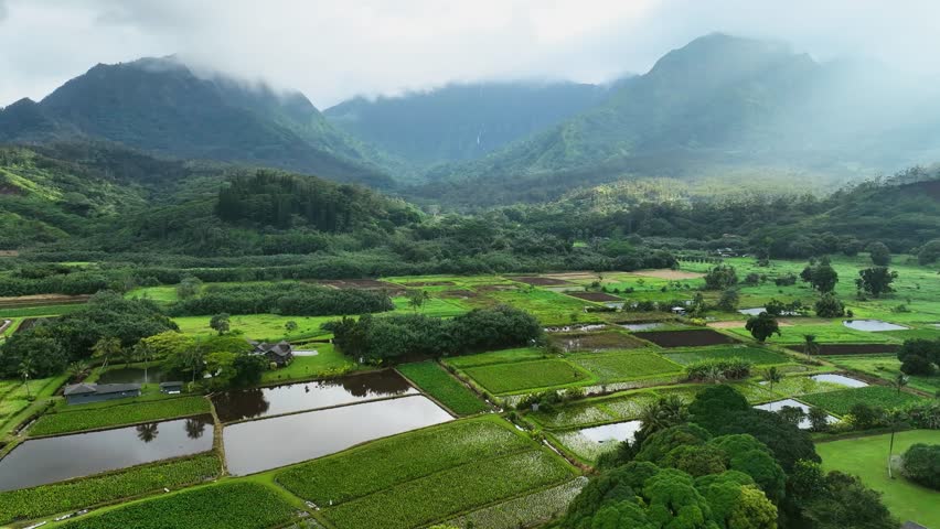 Aerial flyover agriculture and greenery in Hanalei valley in Kauai, Hawaii