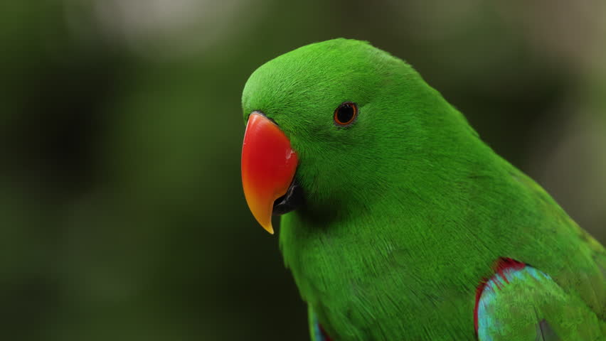 Selective focus background. Green Parrot on the in morning light- single parrot portrait on green leaves branch, closeup. Beautiful indian green parrotin wildlife. Tropical bright colorful exotic bird