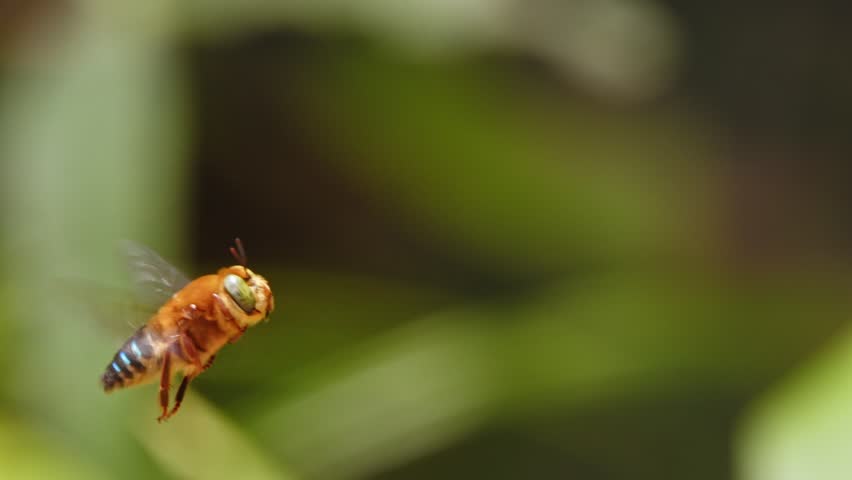 Captured in slow motion, a blue-banded bee suspends in mid-air, exploring Peru’s tropical jungle.