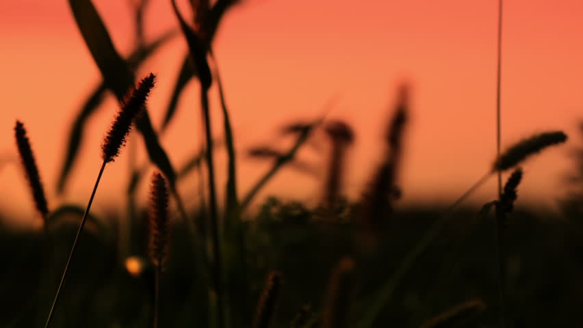 Summer. Sunset. Grass field close-up