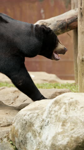 Big Malayan sun bear walks in its zoo enclosure, showcasing its natural grace and charm. Ideal for wildlife enthusiasts and educational content. Sun bear closeup, mammal animals, wildlife of Indonesia
