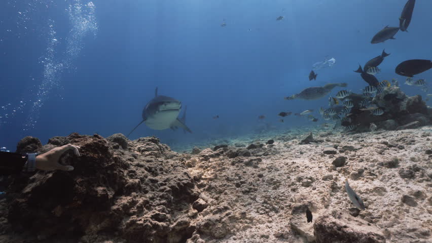 Close up of a tiger shark catching fish in the Pacific Ocean. Underwater life with fishes and a shark swimming near coral reef in the Ocean. Diving in the clear water in the Pacific Ocean of Maldives.
