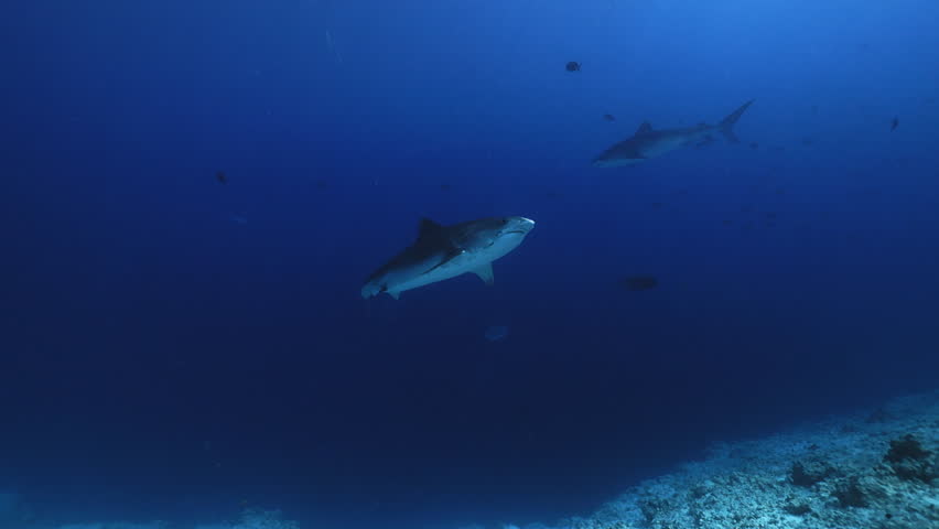Tiger shark Galeocerdo cuvier Scuba diver films tiger shark in deep blue water. Divera look at sharks swimming in Maldive island. Wild marine underwater animal. Amazing creatures of underwater world