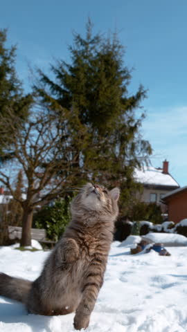 SLOW MOTION, CLOSE UP: Cute cat jumps and outstretches paws at the snowball flying towards it. Cinematic shot of a kitten playing in the backyard of a house in the suburbs on a sunny winter day.