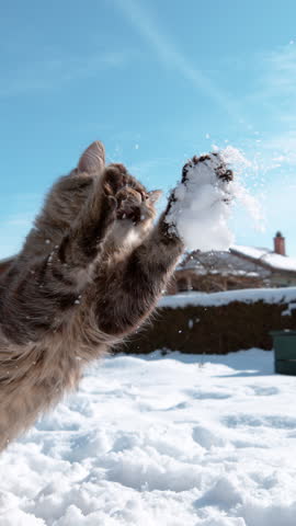 SLOW MOTION, CLOSE UP: Snowflakes fly up in the air after a frisky cat catches a snowball thrown by its owner. Brown tabby cat reaches out with its adorable paws to catch a snowball in mid-air.