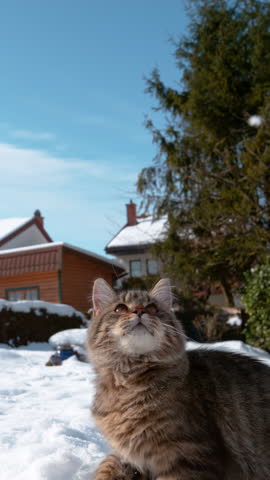 SLOW MOTION, CLOSE UP: Frisky kitten tries to catch a chunk of snow with its cute paws. Cinematic shot of a brown tabby cat playing in the backyard of a house in the suburbs on a sunny winter day.