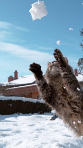 SLOW MOTION, CLOSE UP: Frisky kitten tries to catch a chunk of snow with its cute paws. Cinematic shot of a brown tabby cat playing in the backyard of a house in the suburbs on a sunny winter day.