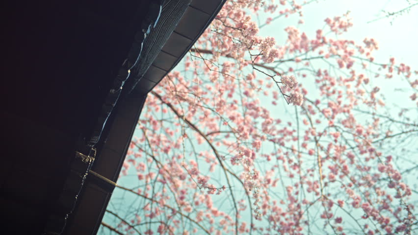 B roll - Japanese wooden eaves and pink Sakura flowers cherry blossom and blue sky background, Japan, Beautiful nature spring background.