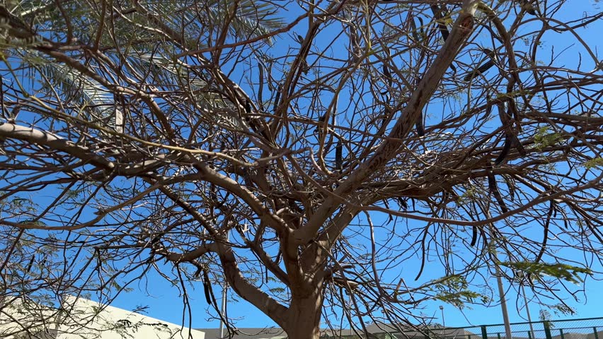 A deciduous acacia tree with bare, twisted branches and long, dark seed pods hanging against a bright blue sky. This stock image captures the unique silhouette of the tree in a sunny, arid or tropical