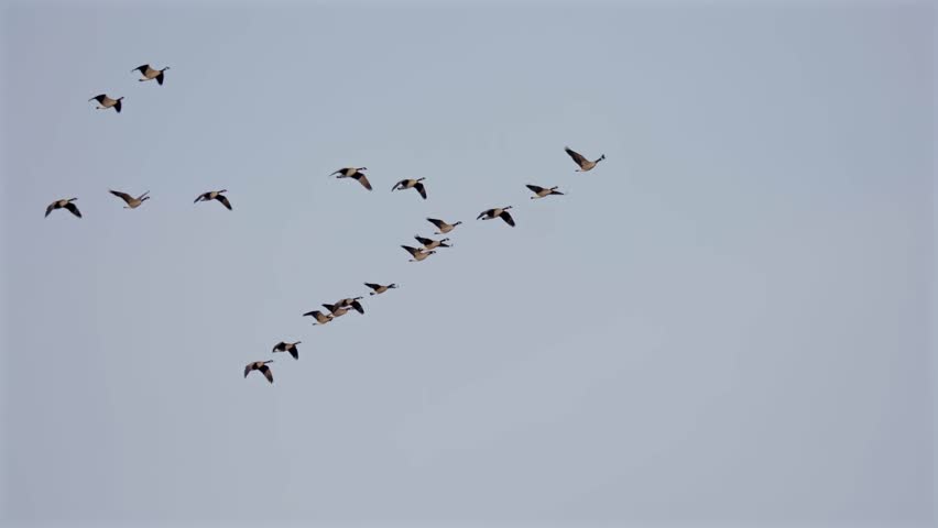 Flock Of Migrating Geese Flying In Formation Against Dramatic Sky. low angle, tracking shot