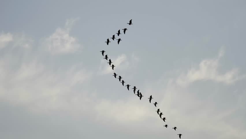 Flock of geese flying in V formation overhead