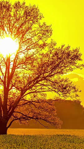 Sun descends below forest edge as yellow ball hides behind cloud, tree silhouette backdrop background at sunset