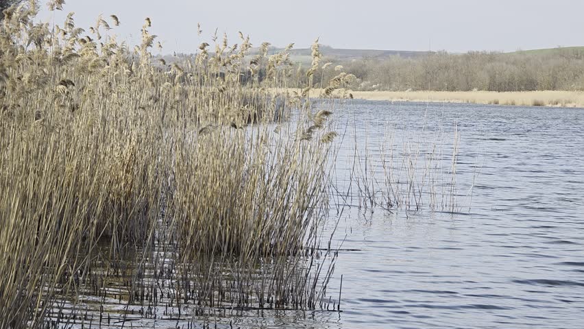 Common Reeds and Waterfowl - Biodiverse Lake Park Scene

