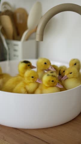 Group of fluffy yellow ducklings. Yellow chicks concept.