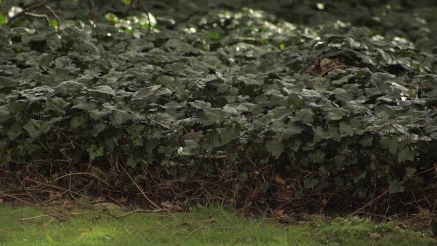 Grey Squirrel Popping Out Of A Bush Then Runs Away Quickly Daytime Garden Slow Motion Borehamwood Hertfordshire UK