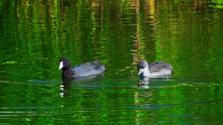 Juvenile American Coots Swimming and Searching for Food in the Water