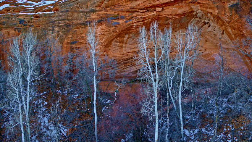 Dramatic Drone shot of white aspen trees against the red rock canyon backdrop